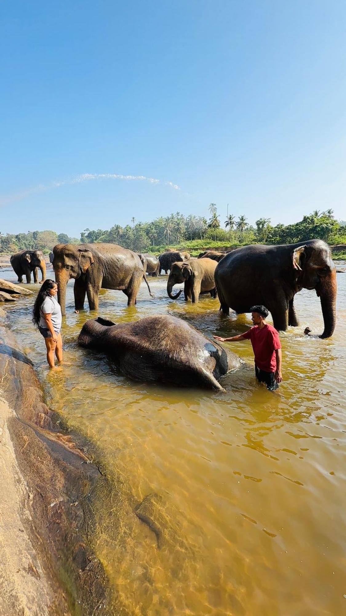 Elepath Lodge- Pinnawala Pinnawala  Buitenkant foto