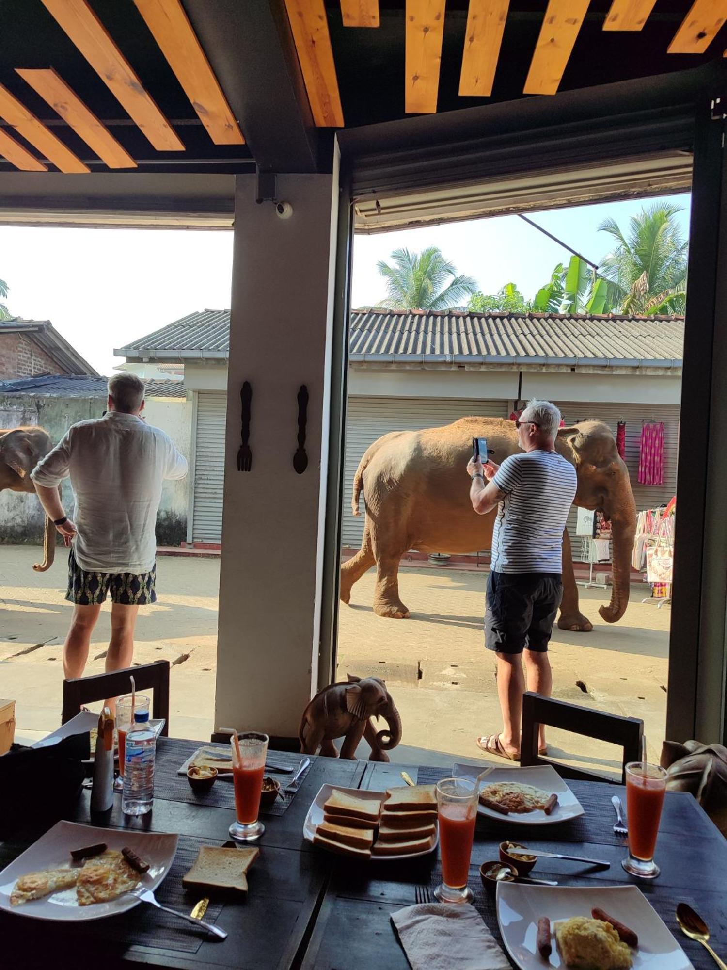 Elepath Lodge- Pinnawala Pinnawala  Buitenkant foto