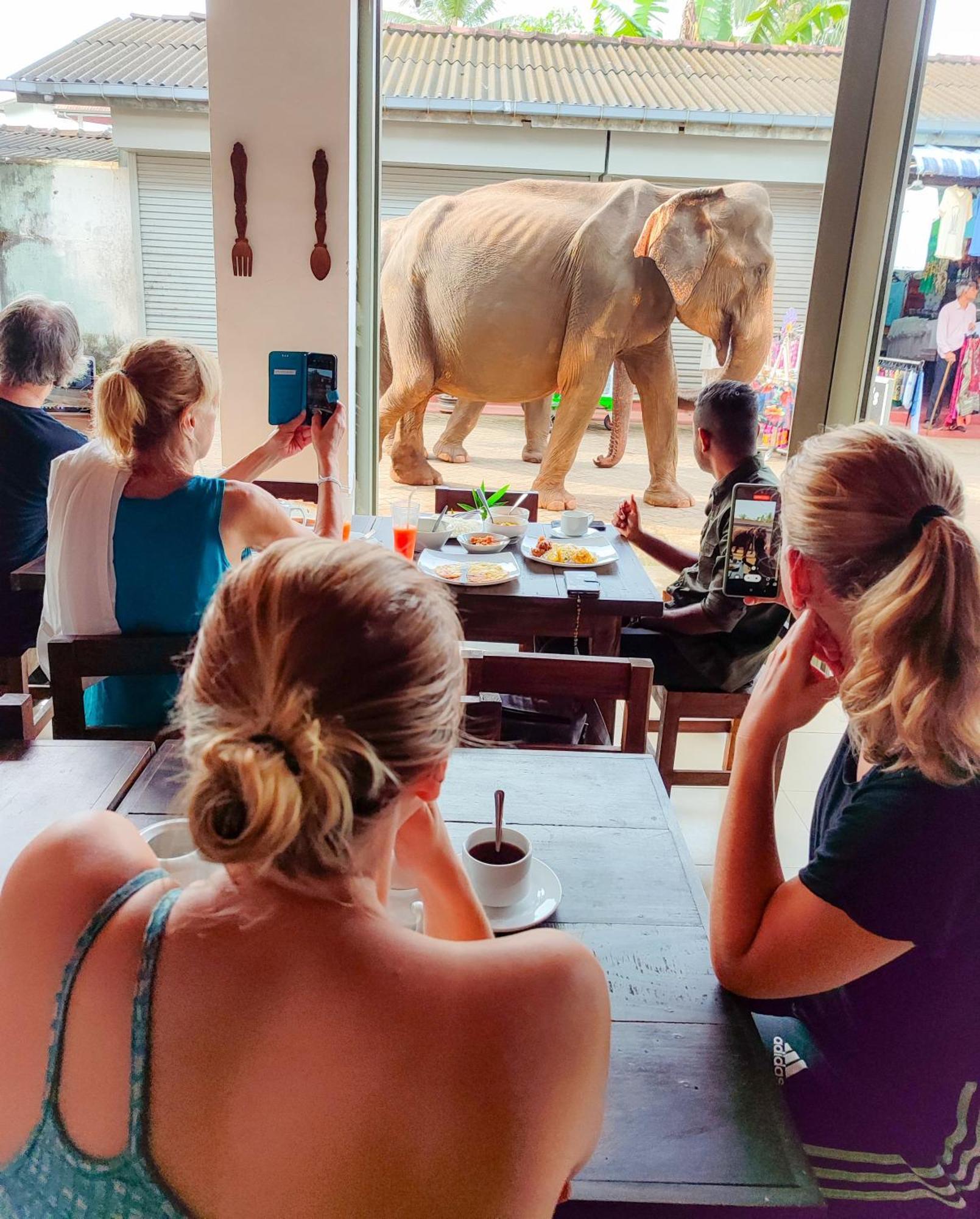 Elepath Lodge- Pinnawala Pinnawala  Buitenkant foto